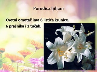 Cvetni omotač ima 6 listića krunice.
6 prašnika i 1 tučak.
Porodica ljiljani
 