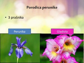Porodica perunike
• 3 prašnika
Perunika Gladiola
 