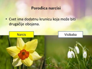 Porodica narcisi
• Cvet ima dodatnu krunicu koja može biti
drugačije obojena.
Narcis Visibaba
 