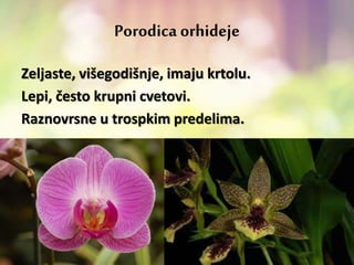 Porodica orhideje
Zeljaste, višegodišnje, imaju krtolu.
Lepi, često krupni cvetovi.
Raznovrsne u trospkim predelima.
 