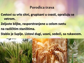 Porodica trava
Cvetovi su vrlo sitni, grupisani u cvasti, oprašuju se
vetrom.
Zeljaste biljke, rasporstranjene u celom svetu
na različitim staništima.
Stablo je šuplje. Listovi dugi, uzani, sedeći, sa rukavcem.
 