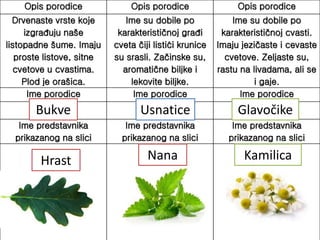 Opis porodice Opis porodice Opis porodice
Drvenaste vrste koje
izgrađuju naše
listopadne šume. Imaju
proste listove, sitne
cvetove u cvastima.
Plod je orašica.
Ime su dobile po
karakterističnoj građi
cveta čiji listići krunice
su srasli. Začinske su,
aromatične biljke i
lekovite biljke.
Ime su dobile po
karakterističnoj cvasti.
Imaju jezičaste i cevaste
cvetove. Zeljaste su,
rastu na livadama, ali se
i gaje.
Ime porodice Ime porodice Ime porodice
Ime predstavnika
prikazanog na slici
Ime predstavnika
prikazanog na slici
Ime predstavnika
prikazanog na slici
Bukve
Hrast
Usnatice
Nana
Glavočike
Kamilica
 