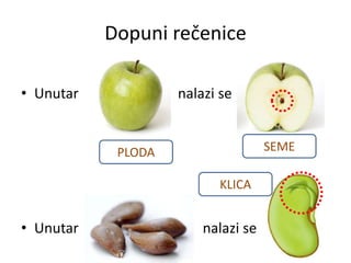 • Unutar nalazi se
• Unutar nalazi se
SEMEPLODA
KLICA
Dopuni rečenice
 