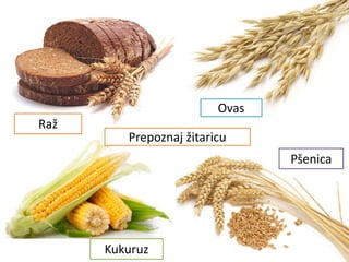 Raž
Ovas
Kukuruz
Pšenica
Prepoznaj žitaricu
 