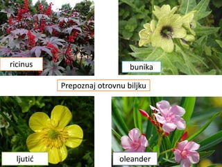 Prepoznaj otrovnu biljku
ricinus bunika
ljutić oleander
 