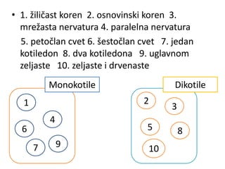 • 1. žiličast koren 2. osnovinski koren 3.
mrežasta nervatura 4. paralelna nervatura
5. petočlan cvet 6. šestočlan cvet 7. jedan
kotiledon 8. dva kotiledona 9. uglavnom
zeljaste 10. zeljaste i drvenaste
Monokotile Dikotile
1 2
3
4
56
7
8
9 10
Monokotile Dikotile
 