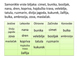 Samonikle vrste biljaka: cimet, bunika, bosiljak,
nana, dren, kopriva, hajdučka trava, velebilje,
tatula, ruzmarin, divlja jagoda, kukurek, žalfija,
bulka, ambrozija, zova, maslačak.
Jestive Lekovite Otrovne Začinske Korovske
cimetbunika
bosiljak
nana
dren
kopriva
Hajdučka
trava
velebilje
tatula ruzmarin
Divlja
jagoda
žalfija
bulka
ambrozija
kukurek
zova
maslačak
 