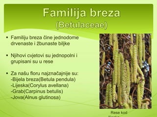 Bukva(Fagus 
sylvatica) 
 može narasti do 40 m 
 Kora je svijetlosiva(srebrnasta), 
glatka i tanka 
 Lišće je je veoma elastično. Plod 
ima drvenasti omotač i naziva se 
orašica 
Hrast: 
-Česvina(Quecus ilex) 
-Cer(Quercus cerris) 
-Medunac(Quercus 
pubescnes) 
Stablo visine do 50 m. Listovi 
su mu režnjeviti i nazubljeni. 
Plod hrasta naziva se žir 
 