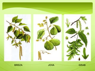 Plodovi: 
Kesten(Castanea sativa) 
 