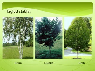  Familiju breza čine jednodome 
drvenaste i žbunaste biljke 
 Njihovi cvjetovi su jednopolni i 
grupisani su u rese 
 Za našu floru najznačajnije su: 
-Bijela breza(Betula pendula) 
-Lijeska(Corylus avellana) 
-Grab(Carpinus betulis) 
-Jova(Alnus glutinosa) 
Rese kod 
lijeske 
 