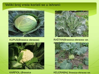 Izgled stabla: 
Breza Lijeska Grab 
 