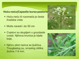  Familija krstašica je dobila ime zbog toga što su 
njihovi krunični i čašični listići postavljeni unakrsno 
 U ovu porodicu spadaju zeljaste biljke 
 Njihovi svjetovi su dvopolni,grupisani u grozdaste 
cvasti 
 Njihov plod predstavlja ljuska ili ljuščica 
 