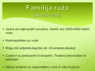 Veliki broj vrsta koristi se u ishrani: 
KUPUS(Brassica oleracea) RAŠTAN(Brassica oleracea var. 
acephala) 
KARFIOL (Brassica 
KELERABA(Brassica oleracea var. 
 