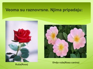 Hoću-neću(Capsella bursa-pastoris) 
 Hoću-neću ili rusomača je česta 
livadska vrsta. To je jedina divlja 
vrsta iz ove porodice 
 Može narasti i do 50 cm 
 Cvjetovi su skupljeni u grozdaste 
cvasti. Njihova krunica je bijele 
boje. 
 Njihov plod naziva se ljuščica. 
Trouglastog su, srcastog oblika, 
dužine 7-9 mm. 
 