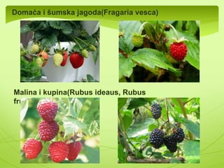  Jedna od najbrojnijih porodica. Sadrži oko 3000-4000 biljnih 
vrsta 
 Kosmopolitske su vrste 
 Mogu biti zeljaste(Jagoda) ali i drvenaste(Jabuka) 
 Cvjetovi su jednopolni ili dvopolni. Tročlani,četvoročlani ili 
petočlani 
 Njihovi prašnici su raspoređeni u dva ili više krugova 
 