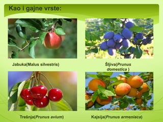 Veoma su raznovrsne. Njima pripadaju: 
Ruža(Rosa) 
Divlja ruža(Rosa canina) 
 