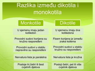 Razlika između dikotila i 
monokotila 
Monkotile 
U sjemenu imaju jedan 
kotiledon 
Provodni sudovi korijena su 
kružno raspoređeni 
Provodni sudovi u stablu 
nepravilno su raspoređeni 
Nervatura lista je paralelna 
Postoje tri,četiri ili šest 
cvjetnih djelova 
Dikotile 
U sjemenu imaju dva 
kotiledona 
Floem korijena je između 
zraka ksilema 
Provodni sudovi u stablu 
kružno su raspoređeni 
Nervatura lista je kružna 
Postoji četiri, pet ili više 
cvjetnik djelova 
 