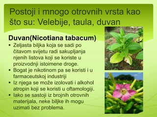  Zeljaste, rijeko žbunaste i 
drvenaste vrste 
 Cvjetovi su 
dvopolni,pojedinačni ili 
grupisani u cvasti. 
 Ovoj porodici pripadaju jestive 
vrste: 
-Krompir(Solanum tuberosum) 
-Paradajz(Solanum 
lycopersicum) 
-Paprika(Capsicum annuum) 
Cvijet krompira 
 