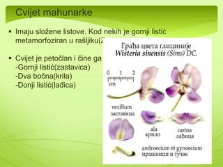 Postoji i mnogo otrovnih vrsta kao 
što su: Velebije, taula, duvan 
Duvan(Nicotiana tabacum) 
 Zeljasta biljka koja se sadi po 
čitavom svijetu radi sakupljanja 
njenih listova koji se koriste u 
proizvodnji istoimene droge. 
 Bogat je nikotinom pa se koristi i u 
farmaceutskoj industriji 
 Iz njega se može izolovati i alkohol 
atropin koji se koristi u oftamologiji. 
 Iako se sastoji iz brojnih otrovnih 
materijala, neke biljke ih mogu 
uzimati bez problema. 
 