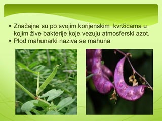 Cvijet mahunarke 
 Imaju složene listove. Kod nekih je gornji listić 
metamorfoziran u rašljiku(Zvezdan) 
 Cvijet je petočlan i čine ga : 
-Gornji listić(zastavica) 
-Dva bočna(krila) 
-Donji listić(lađica) 
 