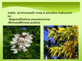  Značajne su po svojim korijenskim kvržicama u 
kojim žive bakterije koje vezuju atmosferski azot. 
 Plod mahunarki naziva se mahuna 
 