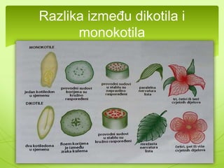 Razlika između dikotila i 
monokotila 
 