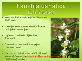 Jedne od drvenastih vrsta iz porodice mahunarki 
su: 
-Bagrem(Robinia pseudoacacia) 
-Mimoza(Mimosa pudica) 
 
