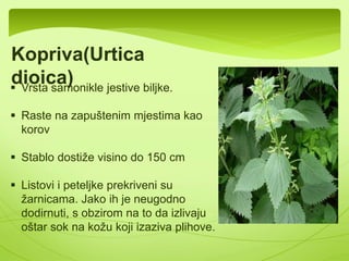  Kosmopolitska vrsta koja obuhvata oko 
7000 vrsta. 
 Naseljavaju otvorena staništa,livade, 
pašnjake i kamenjare. 
 Uglavnom zeljaste biljke, ima i 
žbunastih. 
 Cvjetovi su dvousnati i skupljeni u 
cimozne cvasti 
 Nadzemni djelovi biljke, stablo i listovi, u 
većini slučajeva prekriveni su žljezdanim 
dlačicama(Kopriva) 
Cvijet usnatica sa 
žljezdanim dlačicama 
 