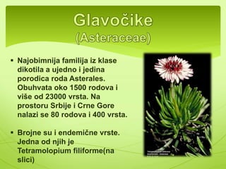 Stablo većine biljaka iz 
familije usnatica je na 
poprečnom presjeku 
četvoruglasto. 
A ovako 
izgleda plod... 
 