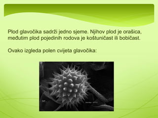 Kopriva(Urtica 
dioica) 
 Vrsta samonikle jestive biljke. 
 Raste na zapuštenim mjestima kao 
korov 
 Stablo dostiže visino do 150 cm 
 Listovi i peteljke prekriveni su 
žarnicama. Jako ih je neugodno 
dodirnuti, s obzirom na to da izlivaju 
oštar sok na kožu koji izaziva plihove. 
 