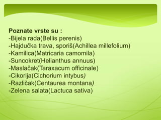  Najobimnija familija iz klase 
dikotila a ujedno i jedina 
porodica roda Asterales. 
Obuhvata oko 1500 rodova i više 
od 23000 vrsta. Na prostoru 
Srbije i Crne Gore nalazi se 80 
rodova i 400 vrsta. 
 Brojne su i endemične vrste. 
Jedna od njih je Tetramolopium 
filiforme(na slici) 
 