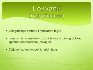 Poznate vrste su : 
-Bijela rada(Bellis perenis) 
-Hajdučka trava, sporiš(Achillea millefolium) 
-Kamilica(Matricaria camomila) 
-Suncokret(Helianthus annuus) 
-Maslačak(Taraxacum officinale) 
-Cikorija(Cichorium intybus) 
-Različak(Centaurea montana) 
-Zelena salata(Lactuca sativa) 
 