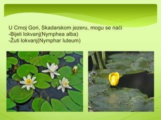 Cikorija Maslačak 
Različak Sporiš 
 