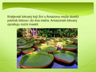 Zvjezdan Bijela Rada 
Kamilica Suncokret 
 