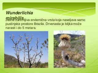 Wunderlichia 
mirabilis 
Jedna zanimljiva endemična vrsta koja naseljava samo 
pustinjske prostore Brazila. Drvenasta je biljka može 
narasti i do 5 metara. 
 