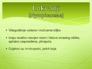  Višegodišnje vodene i močvarne biljke 
 Imaju snažno razvijen rizom i listove srcastog oblika, 
spiralno raspoređene, plivajuće. 
 Cvjjetovi su im dvopolni, jarkih boja 
 