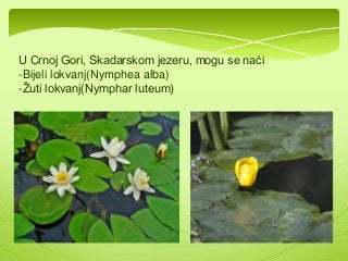 U Crnoj Gori, Skadarskom jezeru, mogu se naći 
-Bijeli lokvanj(Nymphea alba) 
-Žuti lokvanj(Nymphar luteum) 
 