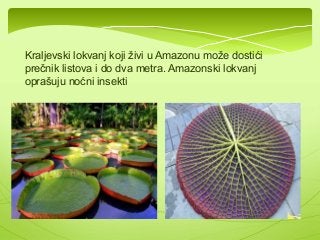 Kraljevski lokvanj koji živi u Amazonu može dostići 
prečnik listova i do dva metra. Amazonski lokvanj 
oprašuju noćni insekti 
 