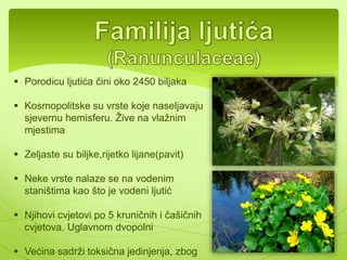  Porodicu ljutića čini oko 2450 biljaka 
 Kosmopolitske su vrste koje naseljavaju 
sjevernu hemisferu. Žive na vlažnim 
mjestima 
 Zeljaste su biljke,rijetko lijane(pavit) 
 Neke vrste nalaze se na vodenim 
staništima kao što je vodeni ljutić 
 Njihovi cvjetovi po 5 kruničnih i čašičnih 
cvjetova. Uglavnom dvopolni 
 Većina sadrži toksična jedinjenja, zbog 
čega su i otrovne 
 