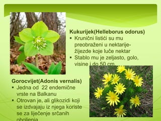 Izraziti predstavnik ove familije je ljutić(Ranunculus acer). 
Može narasti i do 45 cm. Cvjeta krajem proljeća ili početkom 
ljeta, zimu obično prežive rizomi ili prizemni izdanci 
Karakterišu ga žuti i sjajni listići 
 