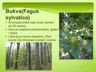 Kukurijek(Helleborus odorus) 
 Krunični listići su mu 
preobraženi u nektarije-žijezde 
koje luče nektar 
 Stablo mu je zeljasto, golo, 
visine i do 50 cm. 
Gorocvijet(Adonis vernalis) 
 Jedna od 22 endemične 
vrste na Balkanu 
 Otrovan je, ali glikozidi koji 
se izdvajaju iz njega koriste 
se za liječenje srčanih 
oboljenja 
 