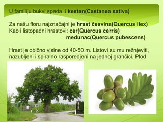  Familiju bukvi čine listopadne i 
zimzelene drvenaste i žbunaste forme. 
 Predstavljaju edifikatore listopadnih 
šuma 
 Njihovi cvjetovi su jednopolni i 
grupisani su u cvasti 
 