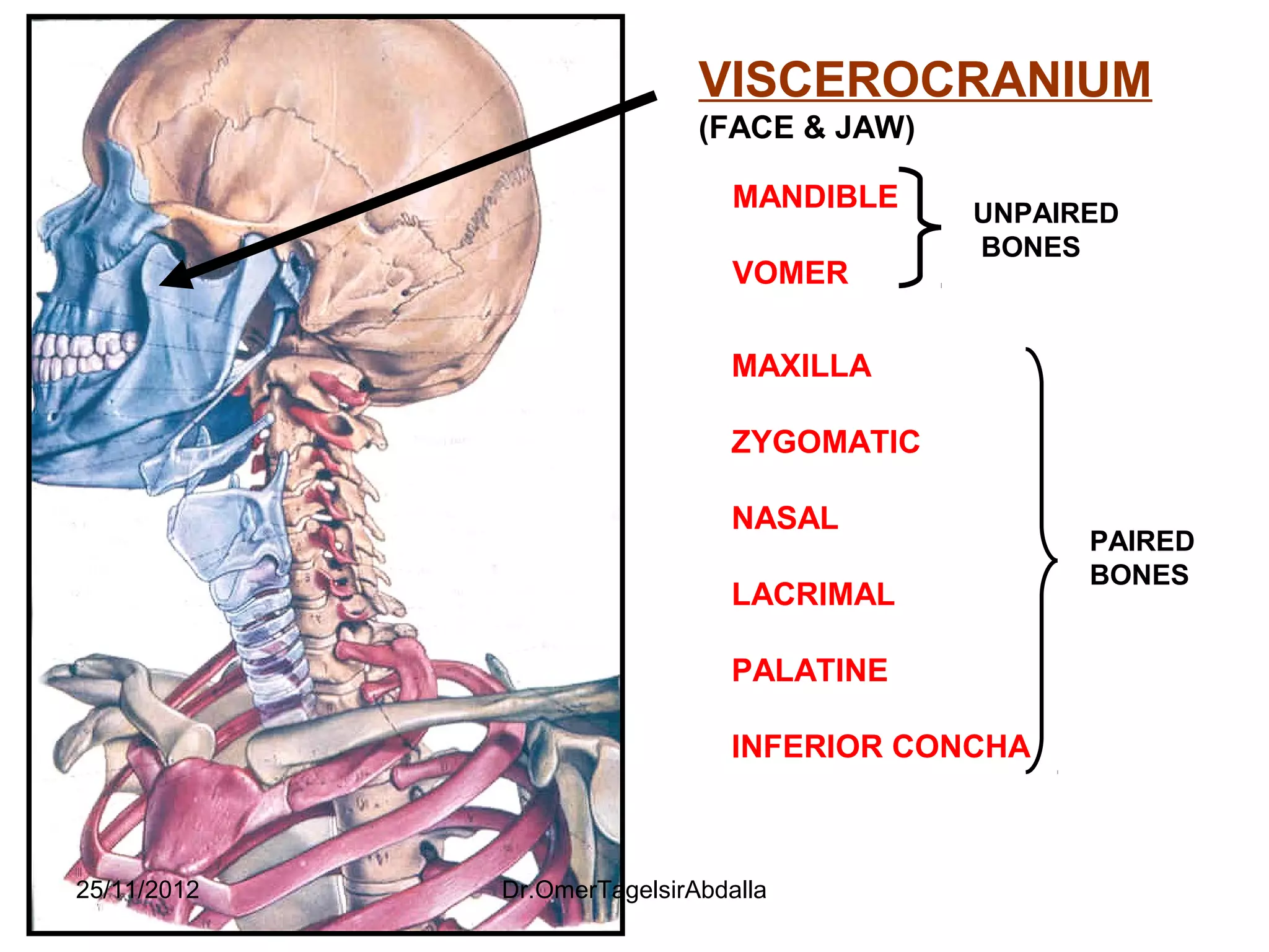 Anatomy of the Skull | PPT | Bone and Joint Conditions | Diseases and ...