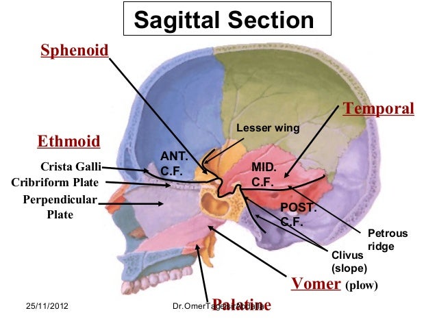 Anatomy of the Skull skull bones diagram palatine bone 