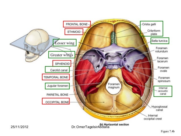 Anatomy Of The Skull