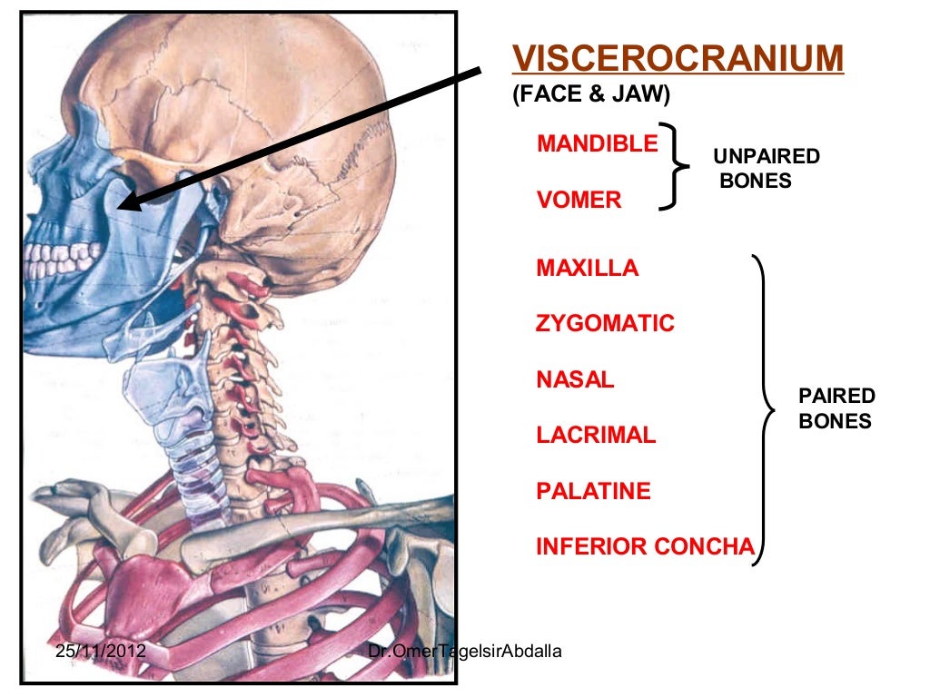 Anatomy of the Skull