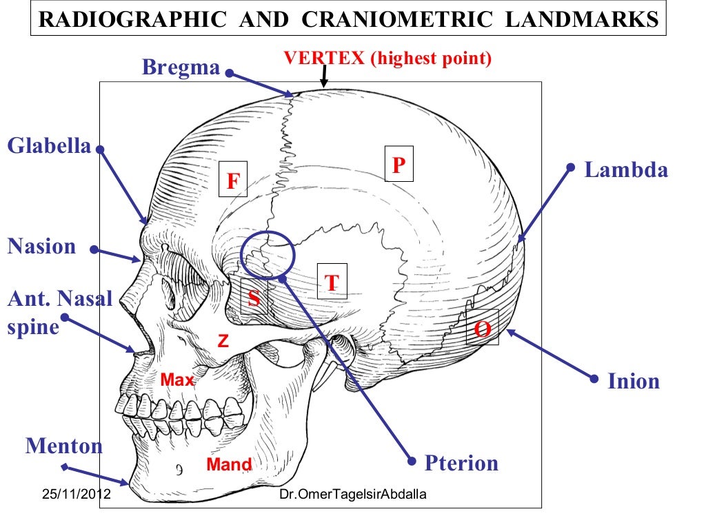 Anatomy of the Skull