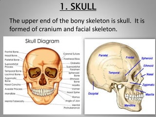 THE SKULL FUNCTION COMPOSITION HEALTH PROBLEMS AND MORE visual data 8