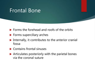 Frontal Bone
 Forms the forehead and roofs of the orbits
 Forms superciliary arches
 Internally, it contributes to the anterior cranial
fossa
 Contains frontal sinuses
 Articulates posteriorly with the parietal bones
via the coronal suture
 