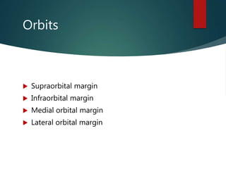 Orbits
 Supraorbital margin
 Infraorbital margin
 Medial orbital margin
 Lateral orbital margin
 